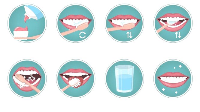 Passo a passo ilustrado de como escovar os dentes corretamente